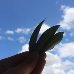 Foto de Lay Fênix ao vivo na webcam