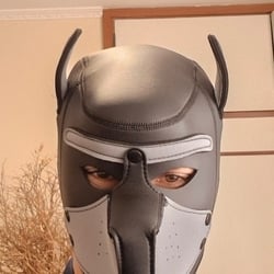 Foto de Pup Servil ao vivo na webcam