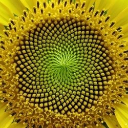 Foto de Sugar My Tongue ao vivo na webcam