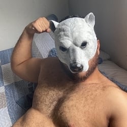 Foto de Urso Amador ao vivo na webcam